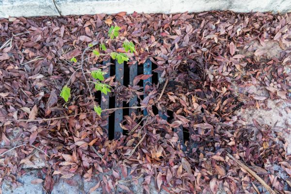 Cost of Yard Drain Unclogging in Novato